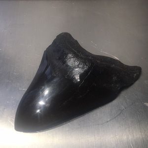 Megalodon fossilized tooth (real)